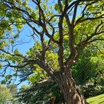 Catalpa ovata Elinympäristö