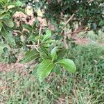 Cordia americana Leaf