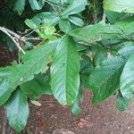 Theobroma grandiflorum Hoja