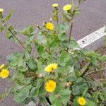 Sonchus oleraceus Libunga