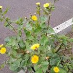 Sonchus oleraceus Elinympäristö