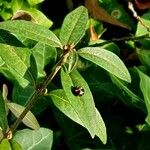 Ligustrum vulgare Habitat