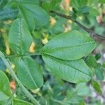 Caragana sinica Leaf