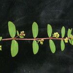 Euphorbia parviflora موطن