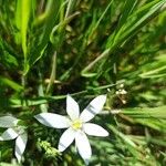 Ornithogalum divergens Flor