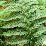 Polystichum aculeatum List