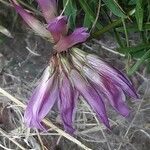 Trifolium alpinum Kukka