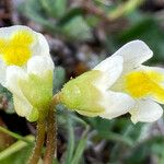 Pinguicula alpina Flor