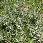 Salix glauca 整株植物