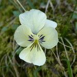 Viola altaica Flower