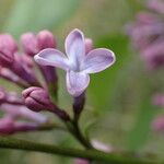 Syringa vulgaris Квітка