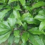 Pouteria caimito Leaf