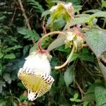 Kohleria tigridia Flower