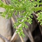 Anthemis pseudocotula 葉