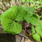 Asarum canadense Liść