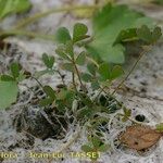 Marsilea strigosa عادت داشتن