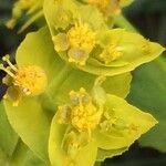 Euphorbia biumbellata Kukka