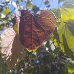 Cercis canadensis Blad