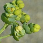 Euphorbia paralias Kvet