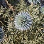 Echinops spinosissimus 花