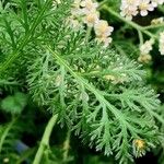 Achillea nobilis 葉