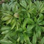 Paeonia officinalis 葉