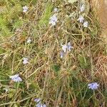 Cichorium endivia Агульны выгляд