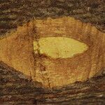 Terminalia ivorensis Kabuk