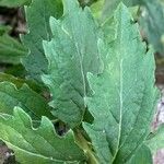 Aster ageratoides Blatt