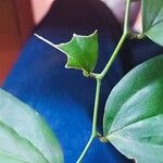 Smilax spinosa পাতা