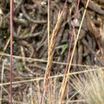 Festuca breviaristata Blüte