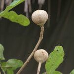 Khaya anthotheca Frukto