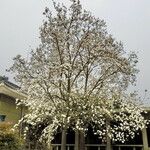 Magnolia denudata Hábito