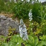 Veronica gentianoides Flower