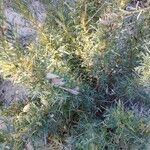 Astragalus armatus Leaf