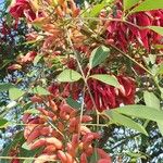 Erythrina crista-galli Bark