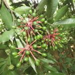 Guatteria dolichopoda Fruit