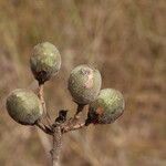 Commiphora mollis Fruto