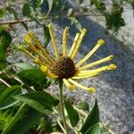 Rudbeckia subtomentosa Flower