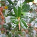 Berberis darwinii Feuille