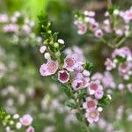 Thryptomene baeckeacea