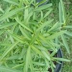 Tagetes lucida Leaf