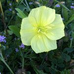 Oenothera triloba Λουλούδι