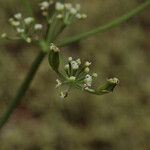 Lomatium martindalei ᱵᱟᱦᱟ