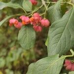 Euonymus europaeusFruit