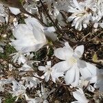 Magnolia stellata Cvet