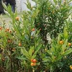 Solanum pseudocapsicum Blatt