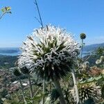 Echinops sphaerocephalusBloem