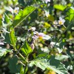 Solanum douglasii ᱵᱟᱦᱟ