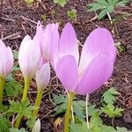 Colchicum speciosum Цветок